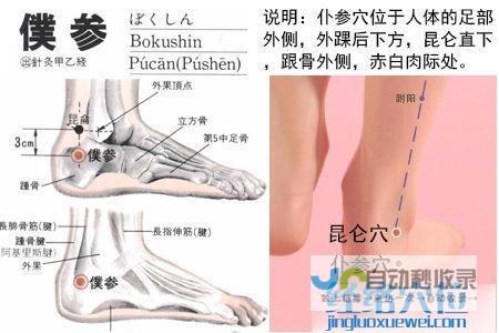 仆参穴_足太阳膀胱经_高斗养生网_经络穴位_针灸_艾灸_刮痧_推拿按摩