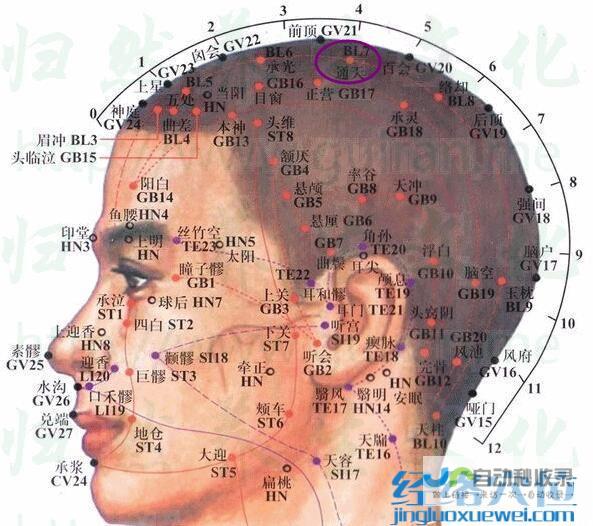 _足太阳膀胱经_高斗养生网_经络穴位_针灸_艾灸_刮痧_推拿按摩