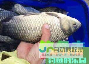 春季野钓4个好用的打窝技巧_饵料技巧_高斗钓鱼