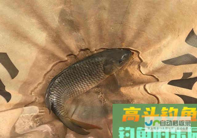 春钓要想有个好渔获，不要单从饵料入手，从这3方面_四季钓鱼_高斗钓鱼