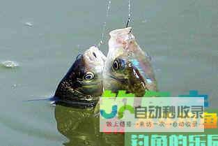 四月钓鲫鱼得留意好这些技巧_对象鱼_高斗钓鱼