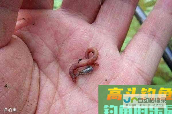 手竿野钓黄颡鱼应该注意那几个方面知识_对象鱼_高斗钓鱼