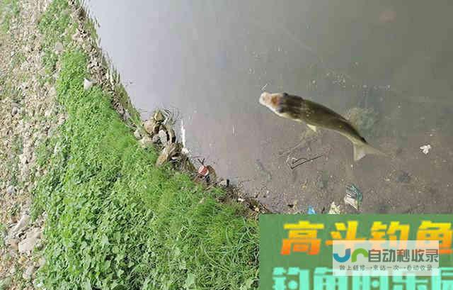 夏季鲫鱼难钓是什么原因？困惑的钓友看_对象鱼_高斗钓鱼