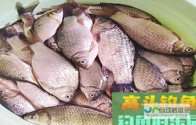 夏季鲫鱼难钓是什么原因？困惑的钓友看_对象鱼_高斗钓鱼