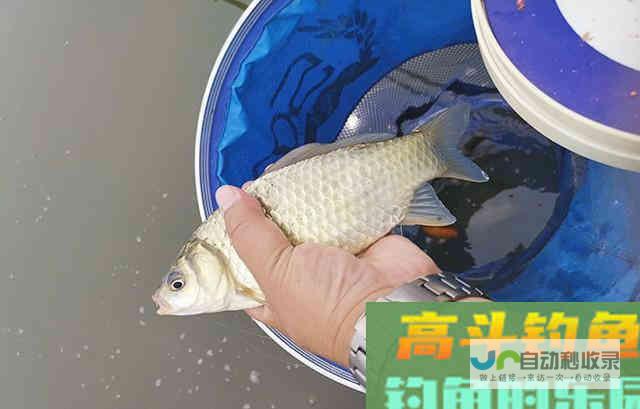 夏季鲫鱼难钓是什么原因？困惑的钓友看_对象鱼_高斗钓鱼