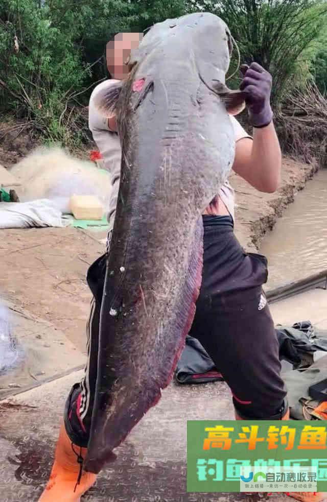 鲶鱼是否也适合路亚钓法？路亚鲶鱼掌握这4点很重要_对象鱼_高斗钓鱼