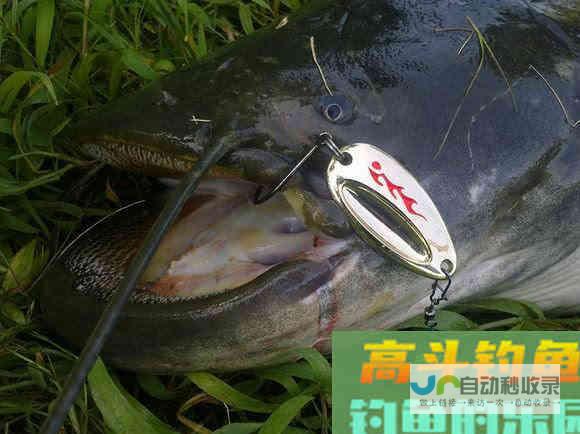 鲶鱼是否也适合路亚钓法？路亚鲶鱼掌握这4点很重要_对象鱼_高斗钓鱼