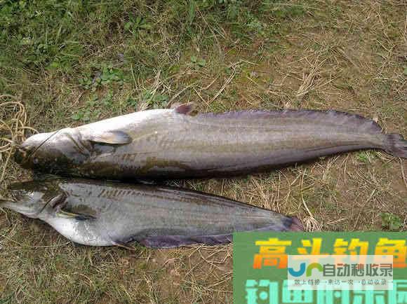 鲶鱼是否也适合路亚钓法？路亚鲶鱼掌握这4点很重要_对象鱼_高斗钓鱼