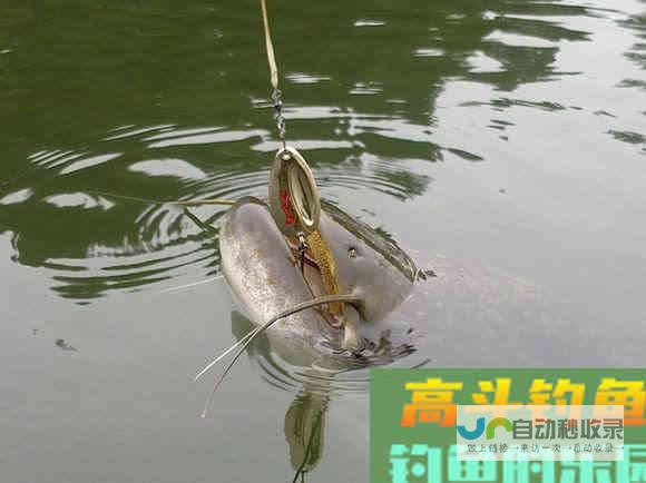 鲶鱼是否也适合路亚钓法？路亚鲶鱼掌握这4点很重要_对象鱼_高斗钓鱼