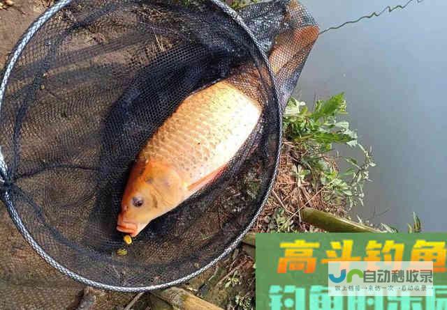 浮漂加粗真的不灵敏吗？别一错再错，告诉你如何选漂调漂_调漂技巧_高斗钓鱼