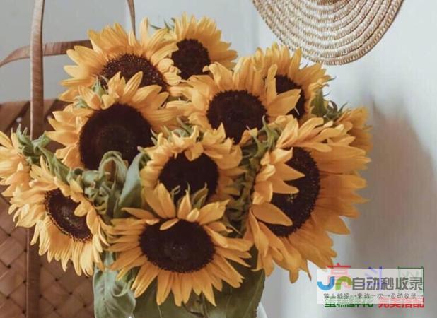送向日葵代表什么？_如何送花_高斗网